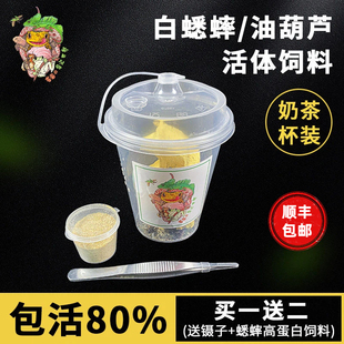 奶茶杯装白蟋蟀活物油葫芦蛐蛐蜥蜴守宫蜥蜴龟蛙爬宠活体饲料食物