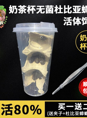 无菌奶茶杯杜比亚蟑螂活虫饲料饲养繁殖组鬃狮蜥蜴守宫乌龟鸟粮食
