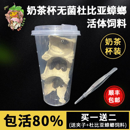 无菌奶茶杯杜比亚蟑螂活虫饲料饲养繁殖组鬃狮蜥蜴守宫乌龟鸟粮食