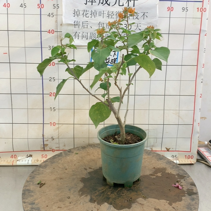 51k1绿叶橙,鲜花速递/花卉仿真/绿植园艺,绿植,淘宝优惠券,粉丝福利购,淘宝优惠卷