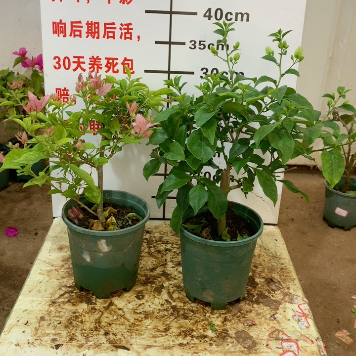 40z2婆罗洲樱花 白雪公主