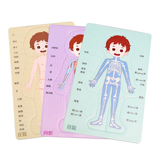 DIY人体器官消化系统拼图KT内脏拼图模型科学实验材料科技小制作