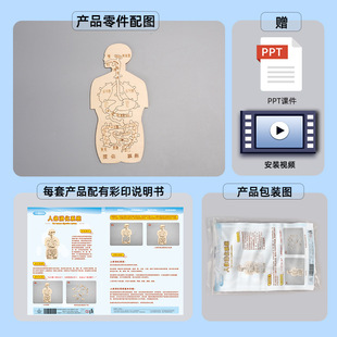 消化系统木趣味人体器官认知模型科技小制作手工diy简易自制 材料