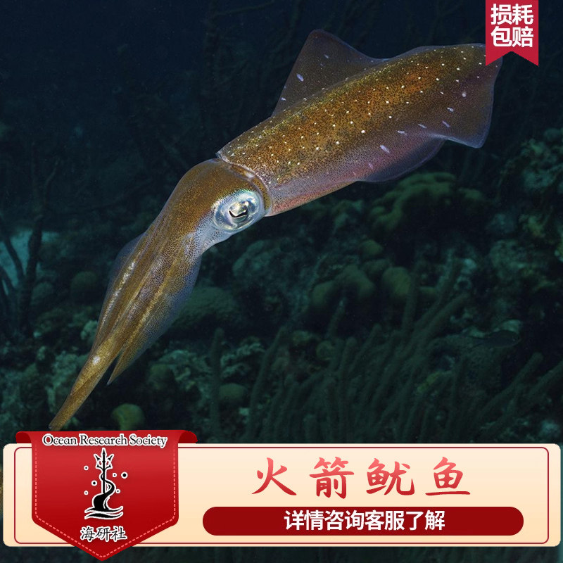 海洋生物活体鱿鱼章鱼八爪鱼乌贼海缸珊瑚缸海水鱼虾蟹宠物海葵