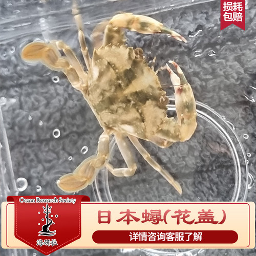 日本蟳花盖蟹赤甲红石夹红工具蟹翻砂螃蟹海缸海洋生物互动宠物