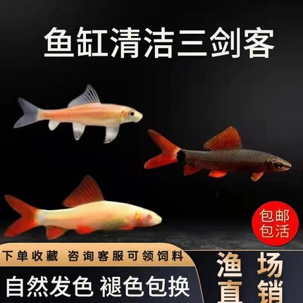 青苔鼠金苔鼠鱼热带观赏鱼清道夫鼠鱼鱼缸除藻鱼清洁鱼活体工具鱼
