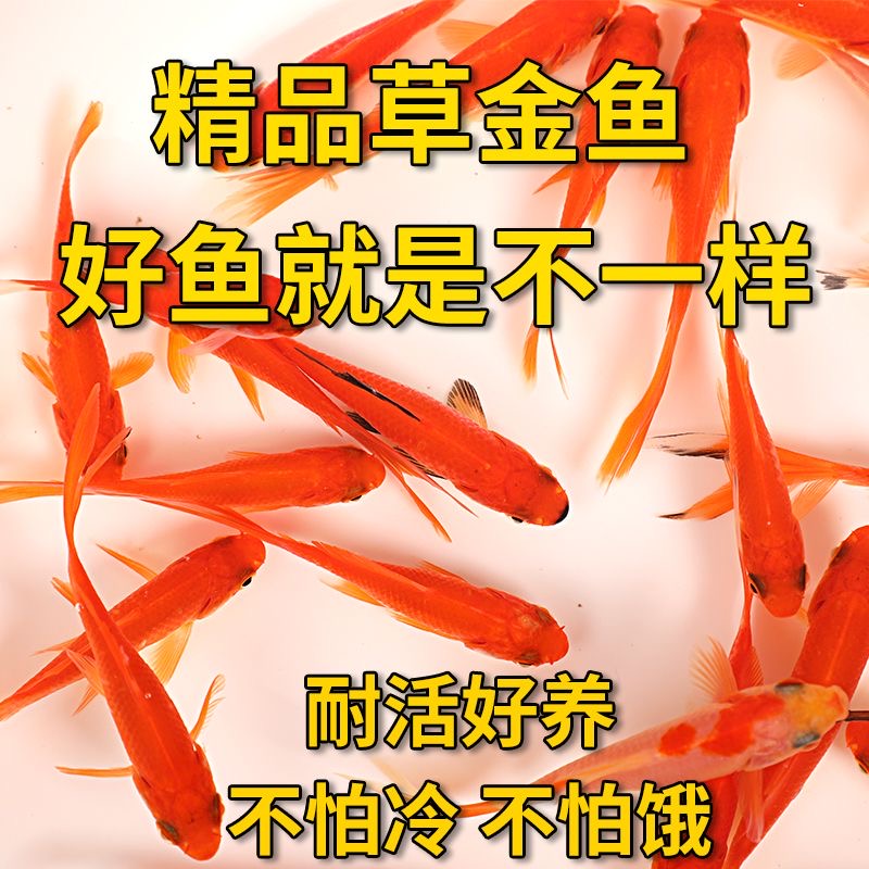 草金鱼活鱼锦鲤鱼苗观赏鱼淡水鱼冷水鱼小型耐活活体小金鱼红草金