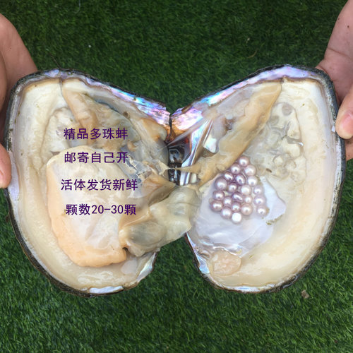 山下湖产地淡水珍珠特大河蚌寄多珠活蚌自己开可diy混色鲜活包邮