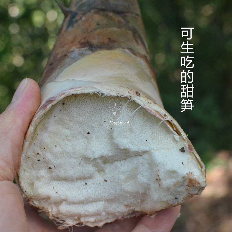 云南思茅曼歇甜笋小春雷嫩笋新鲜现挖生吃龙竹笋马蹄笋油焖笋4斤