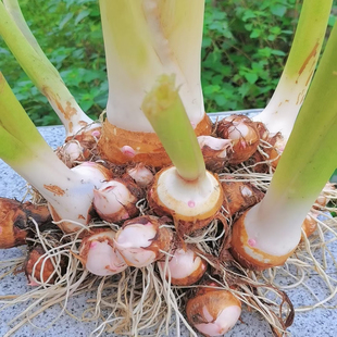 江西铅山正宗红芽芋头新鲜蔬菜小芋头现挖现发农家自种小芋艿