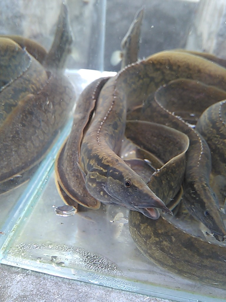 大刺鳅纳锥鱼苗辣椒鱼原生冷水观赏鱼活体刀枪鱼优质渔场直营店铺