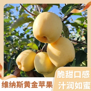 山东威海当季 正宗维纳斯黄金苹果非奶油富士圣诞