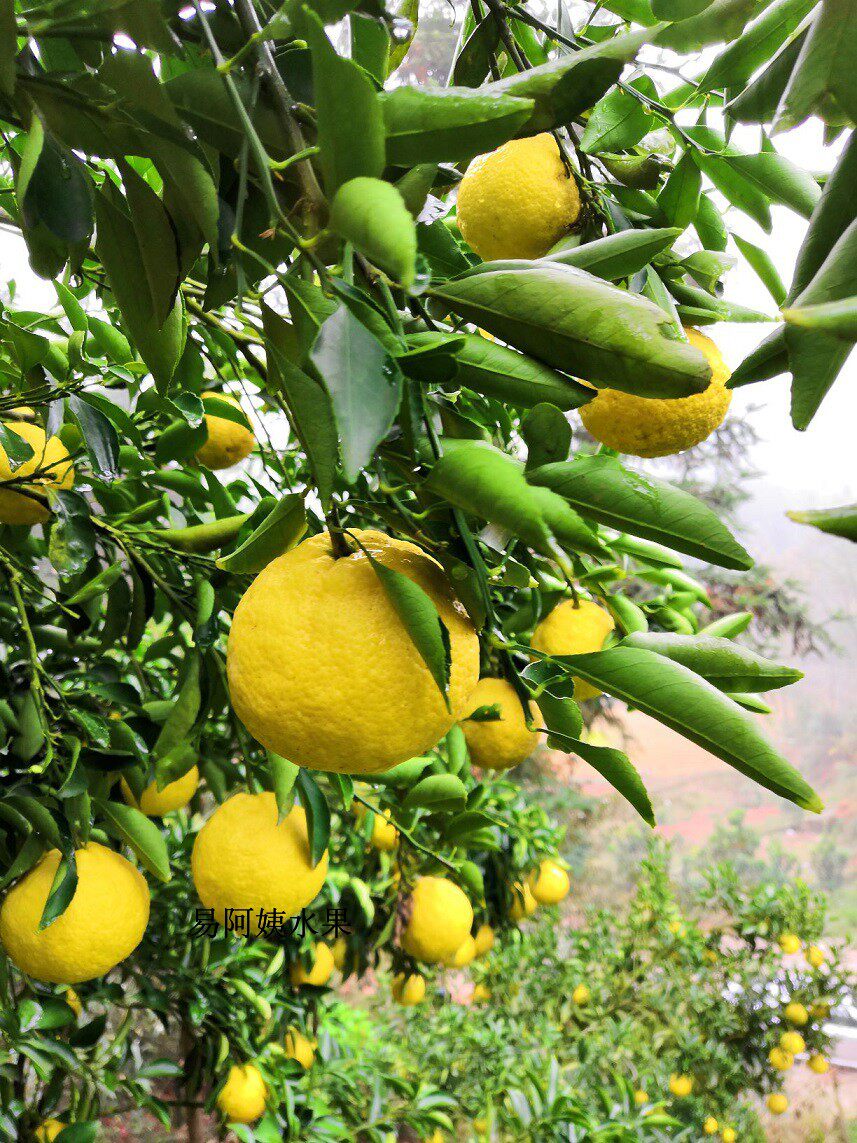 湖南黔阳黄金贡柚春香桔柚象山青日本清香蜜桔果园直发冬季限定