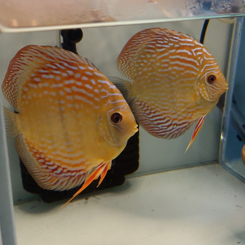 七彩神仙鱼 野血德松鱼苗