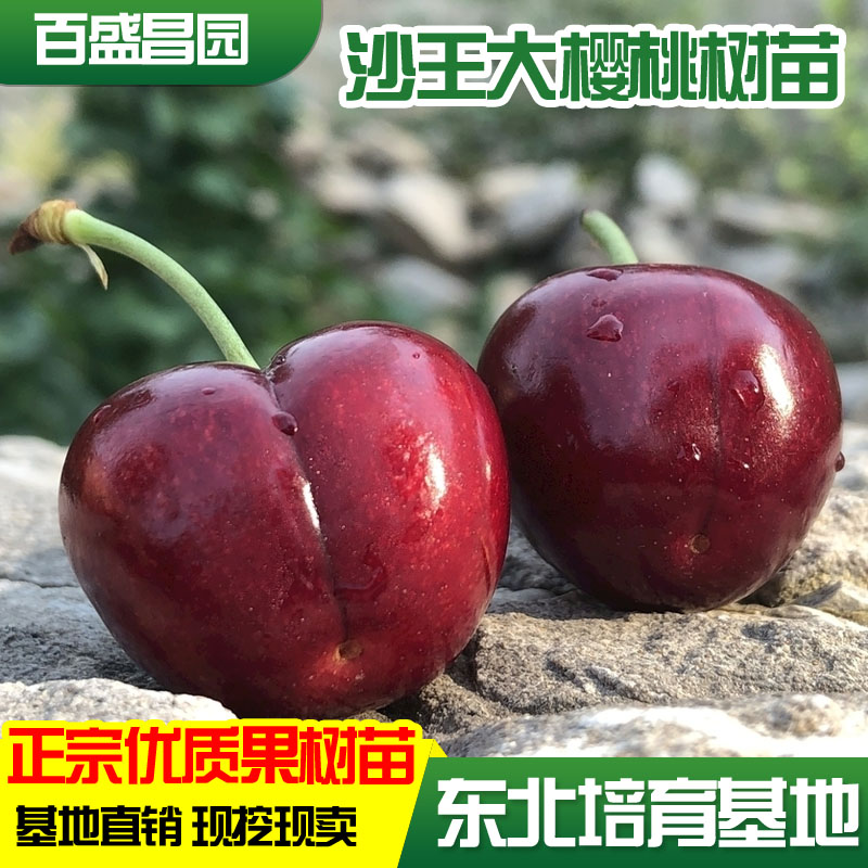 嫁接沙王大樱桃苗特大车厘子树苗正宗品种南北方种植地栽盆栽结果