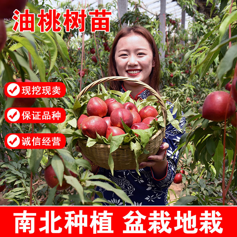 油桃树苗嫁接果树苗新品种世纪之星油桃盆栽地栽南北方种植结果苗