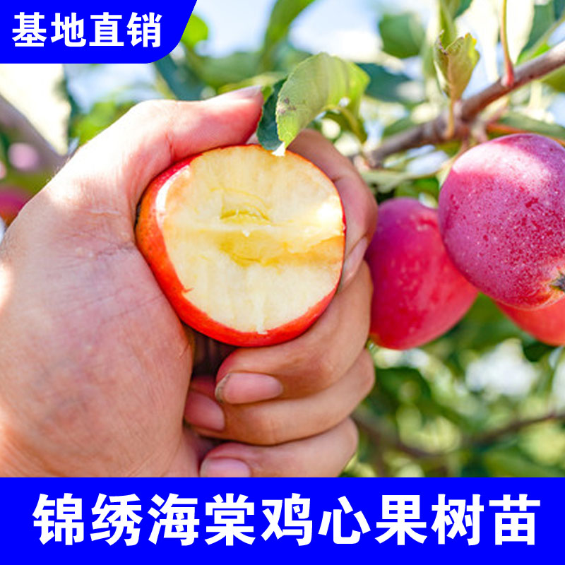 鸡心果树苗嫁接小苹果活苗东北耐寒鸡心果盆栽地栽南北方种植结果