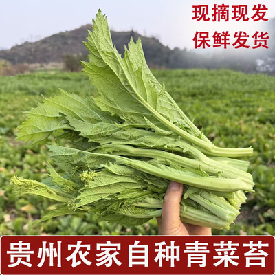 新鲜青菜苔贵州冲菜辣菜冲鼻菜菜苔酸菜下饭菜4斤装季节农家自种