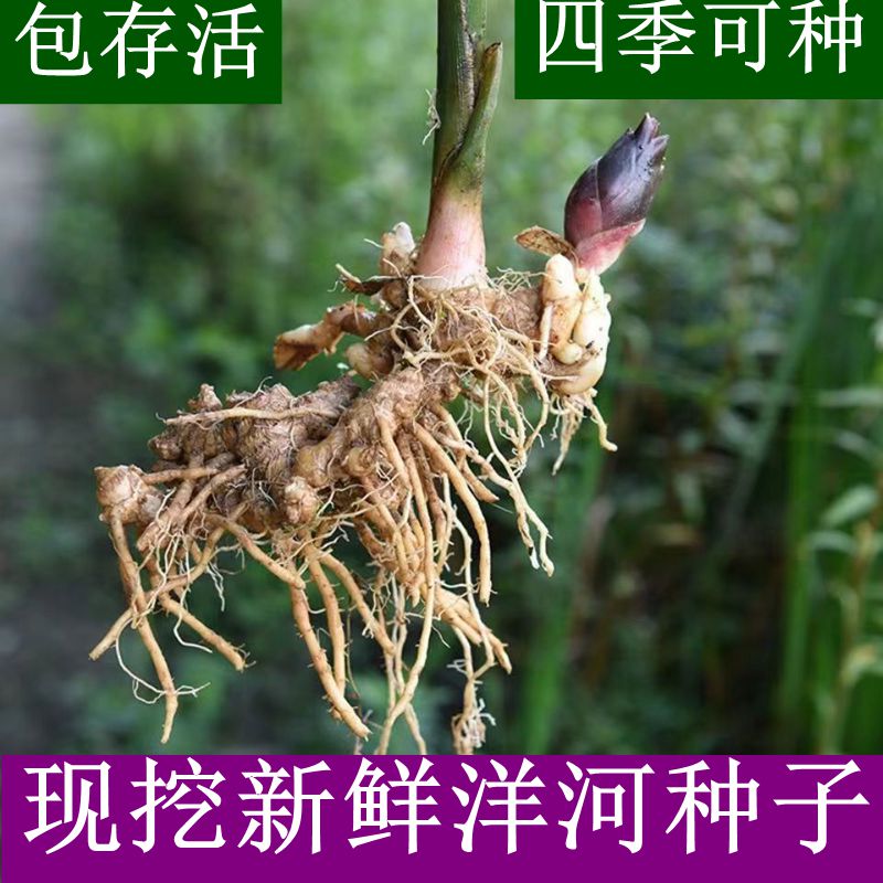 新鲜现挖洋河根洋货种子阳荷苗野生洋霍笋四季可种盆景野菜农产品