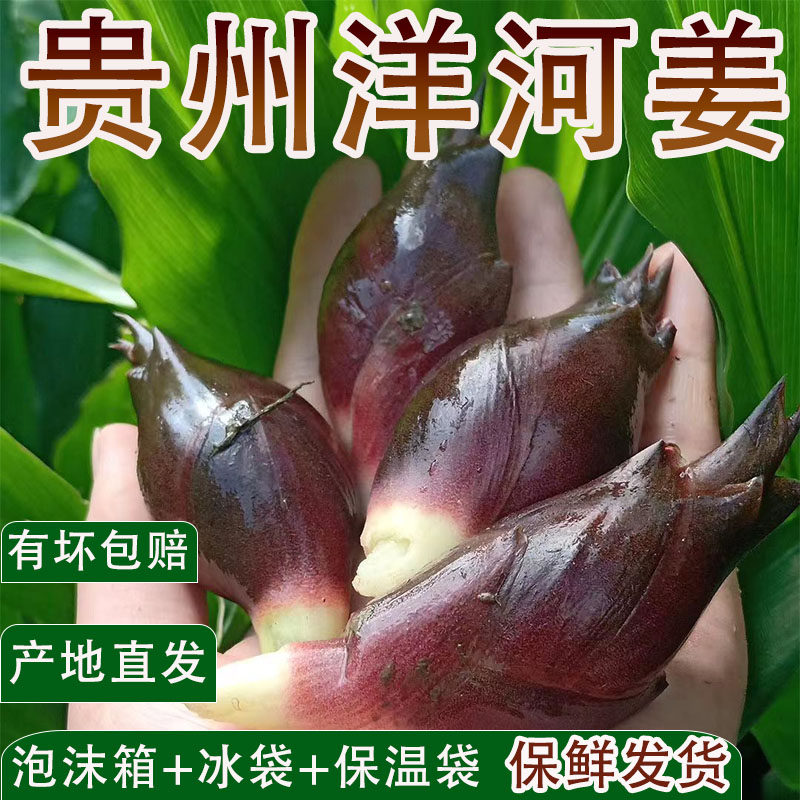 洋荷姜5斤洋荷姜洋和姜新鲜蔬菜野生阳荷姜3斤阳禾姜禾姜产地直销