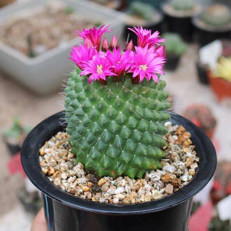 仙人球 开花不扎手无刺白珠精品白珠丸办公室防辐射盆栽绿植