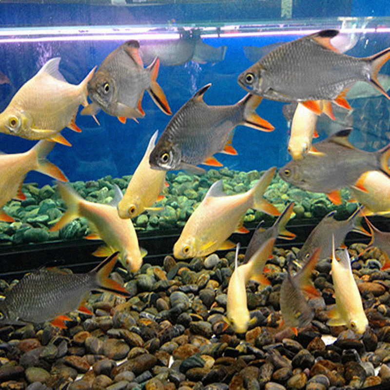 双线侧金银元宝泰国鲫金银凤热带淡水观赏鱼活体黄金鲫大型群游鱼