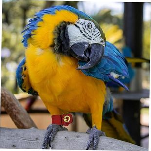 虎皮脚环不伤脚八哥鹦鹉脚扣开口活扣牛伯劳虎皮用绒皮脚套鸟用品