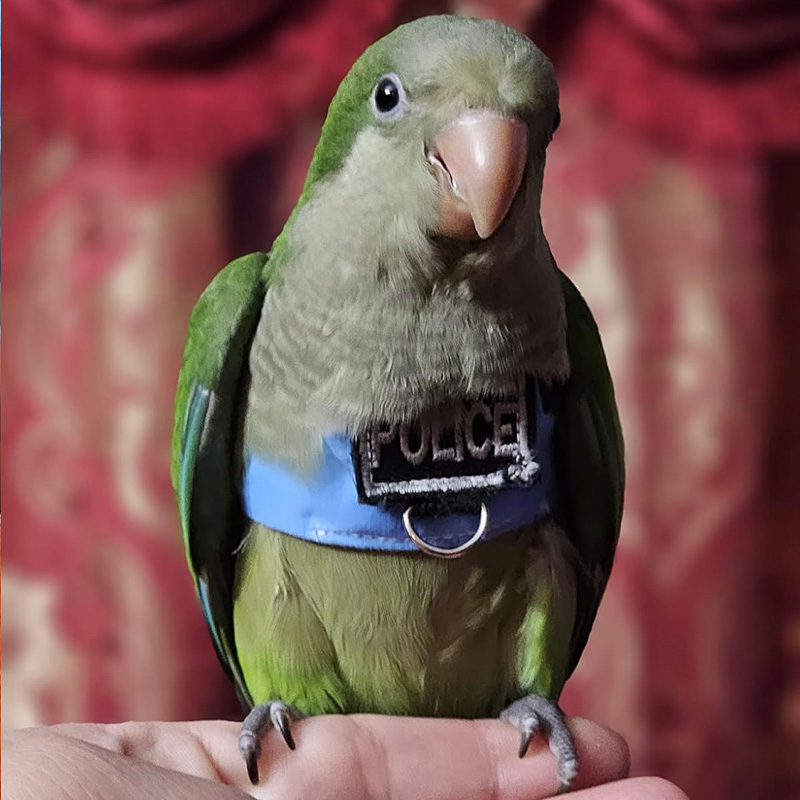 鹦鹉鸟放飞服套装户外套装