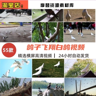 鸽子飞翔白鸽放飞梦想和平鸽信鸽喂养殖观赏鸽子剪辑实拍视频素材