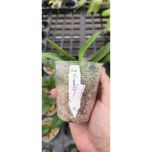 蝴蝶兰原生种——松野eq2.5杯成熟株