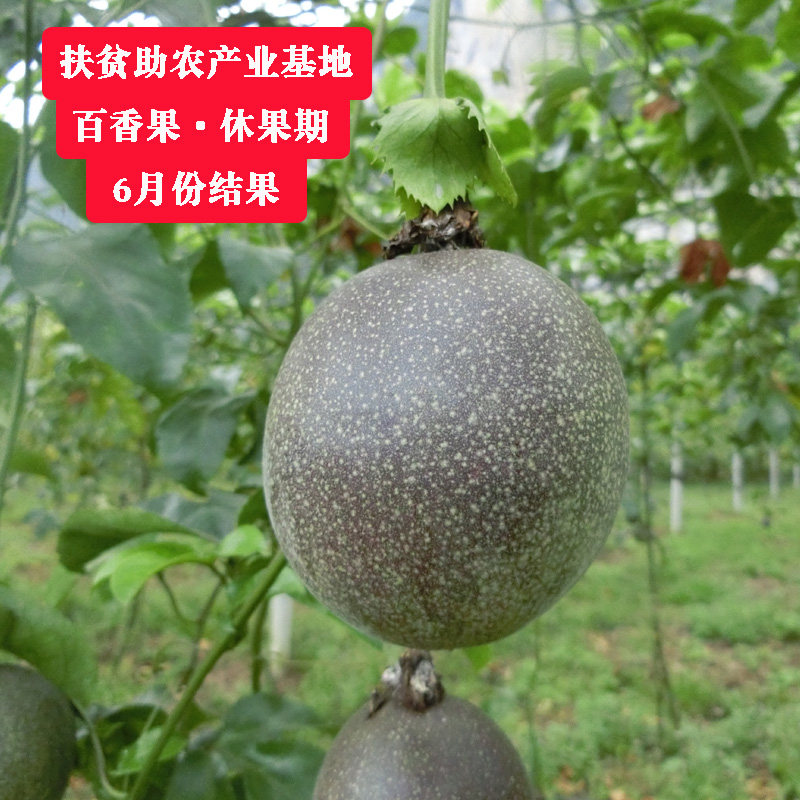 广西百香果10斤装大果当季新鲜百香果