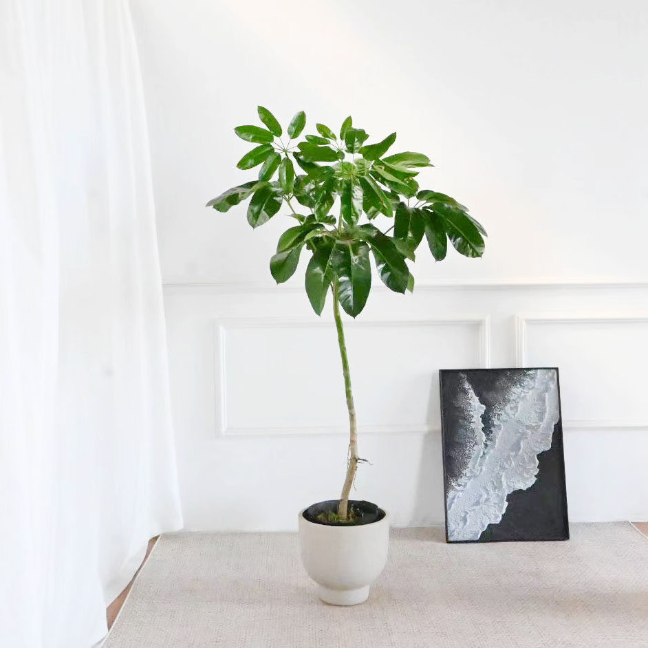 阿尔卑斯大叶伞保罗绿植室内客厅大型植物盆栽落地造型小众四季