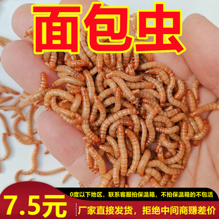 面包虫活虫黄粉虫活体幼虫蟾蜍鱼蝎子开口虫养殖鸟食石蛙饲料 包邮
