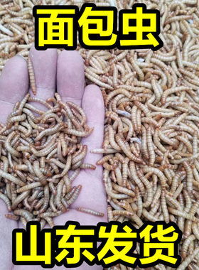 山东面包虫黄粉虫包活活体开口虫