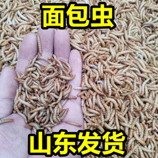 山东面包虫活虫黄粉虫活体幼虫鱼蝎子开口虫养殖鸟食石蛙饲料包邮