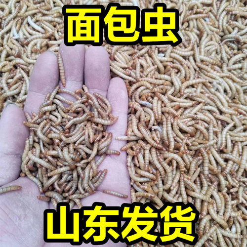 山东面包虫黄粉虫包活活体开口虫