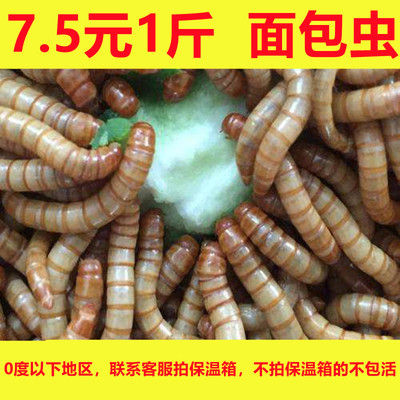 山东面包虫批发黄粉虫活体开口虫