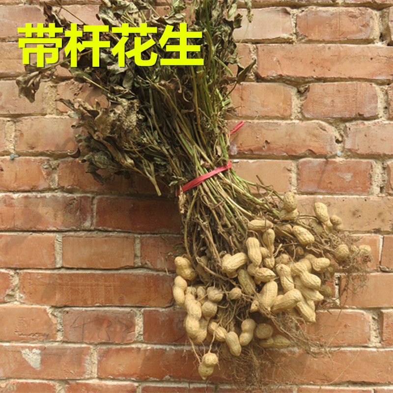 农作物挂件丰收节道具