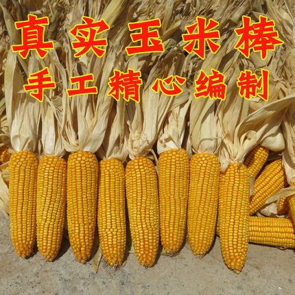 五谷丰登挂饰农家乐干玉米棒子农作物装饰玉米穗带皮真玉米串挂件