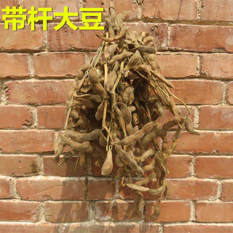 黄豆秸秆丰收节农作物装饰农家乐拍摄道具带杆大豆壳豆荚五谷丰登