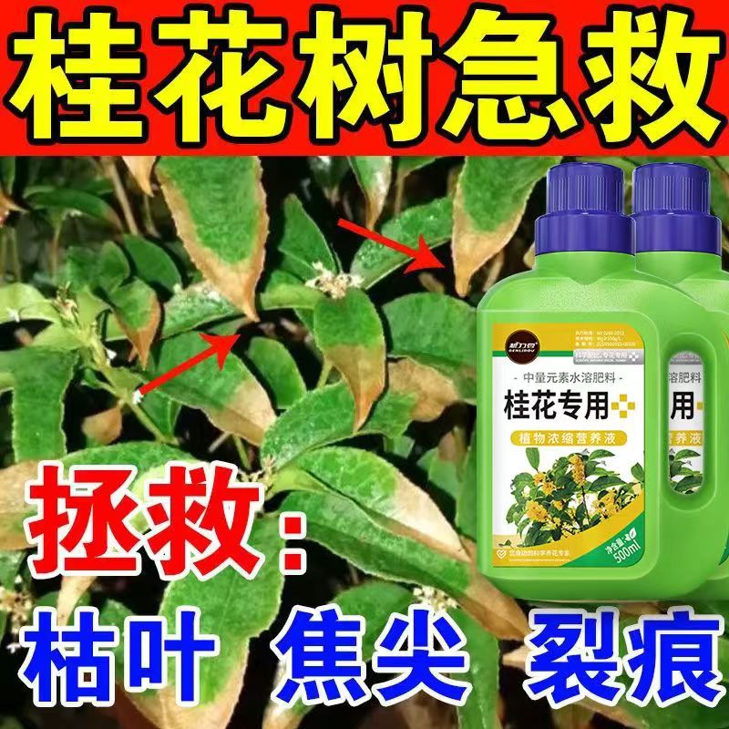 桂花树专用浓缩营养液室内植物促花防治叶片尖焦黄四季开花肥料