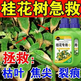 桂花树专用浓缩营养液室内植物促花防治叶片尖焦黄四季开花肥料