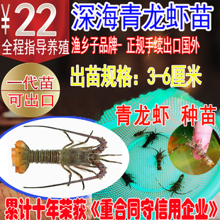 青龙虾苗 青龙虾 龙虾 中国青龙虾苗 深海青龙虾苗 虾苗 龙虾种苗