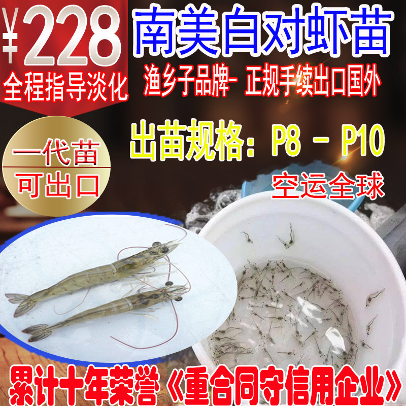 对虾苗 南美白虾 白对虾苗淡化虾苗 淡水基围虾苗 十万尾起订出口