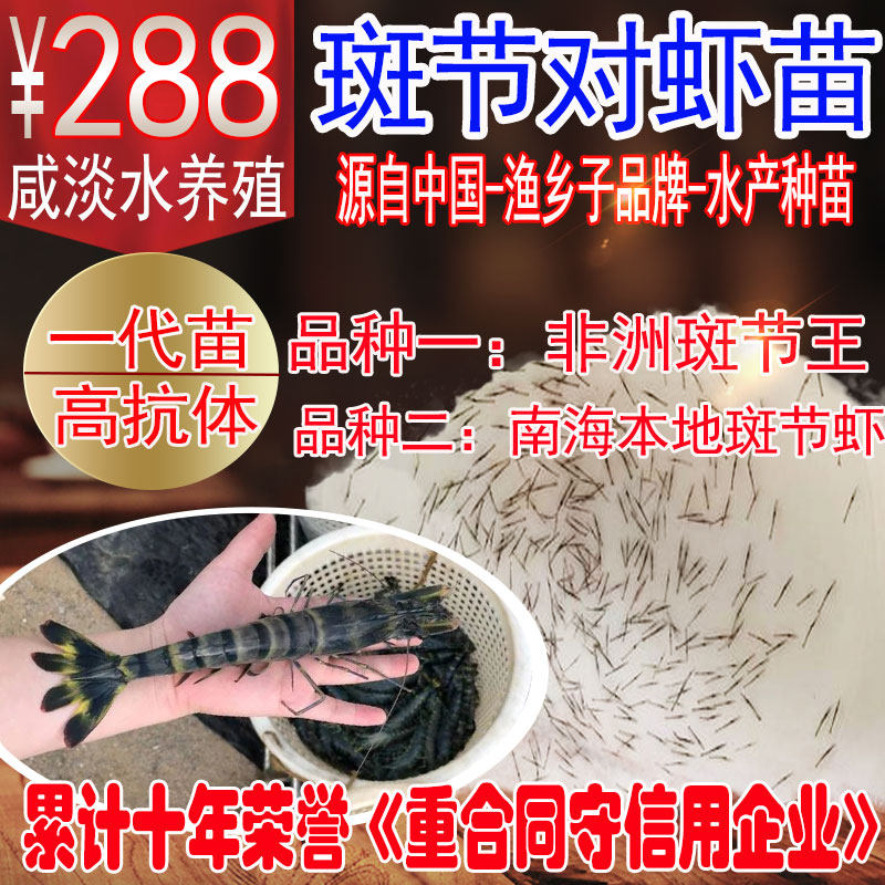 斑节虾苗鬼虾草虾斑节虾斑节对虾苗全球空运九节虾苗增殖放流服务