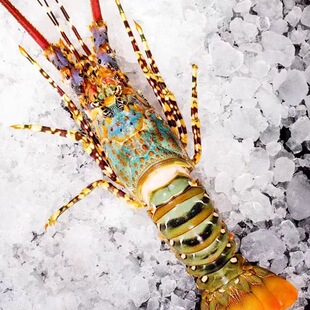 【顺丰发货】新鲜活冻大花龙虾澳洲龙虾青龙虾冷冻大龙虾锦绣龙虾