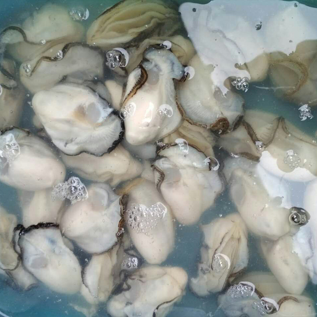 生蚝生蚝肉鲜活现剥汫州生蚝肉牡蛎肉即食海蛎新鲜广东1公斤包邮