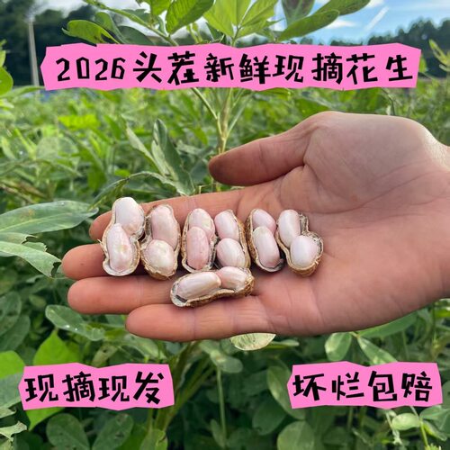 现挖新鲜湿花生产地直发