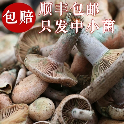 湖南湘西寒菌重阳包邮新鲜蘑菇