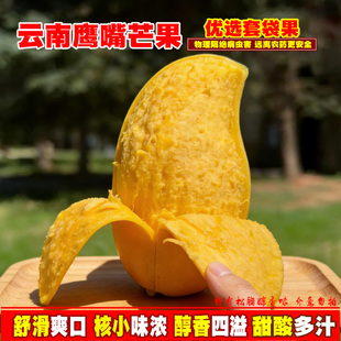 云南鹰嘴芒黄皮芒果套袋甜心新鲜热带水果套袋生态果3-8斤装包邮